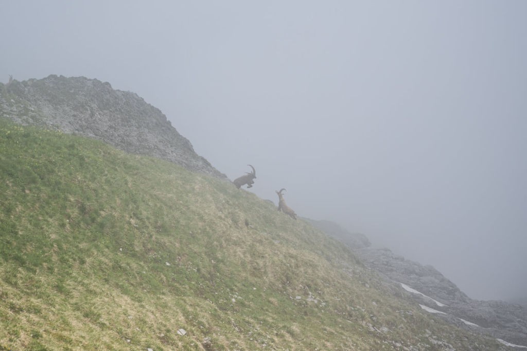 Ibex on the Brienzer Rothorn Trail