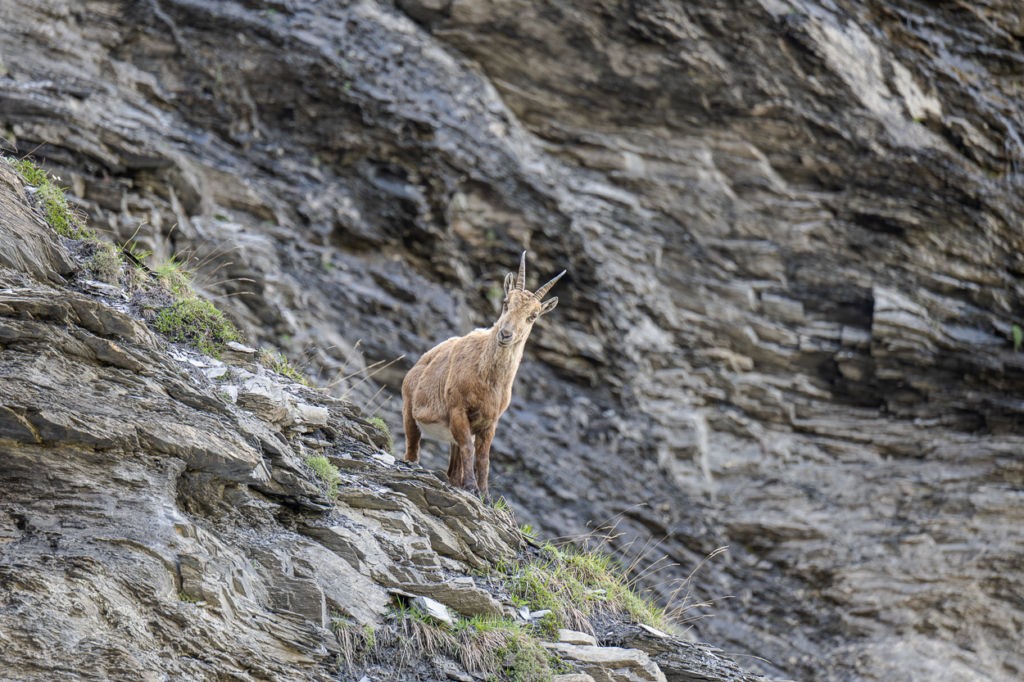 Ibex on a rocky section of the alpine trail