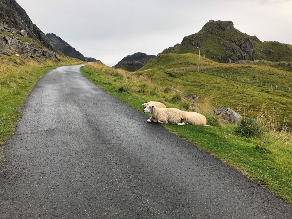 sheep on the side of the road