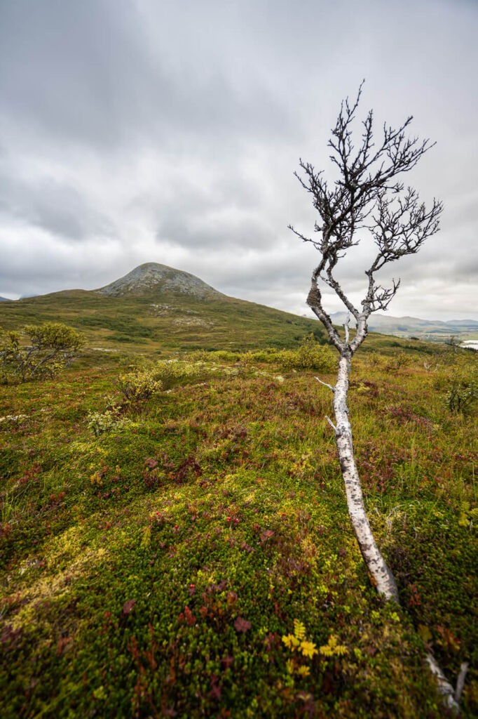 birch tree on a trail in the mountains of Northern norway