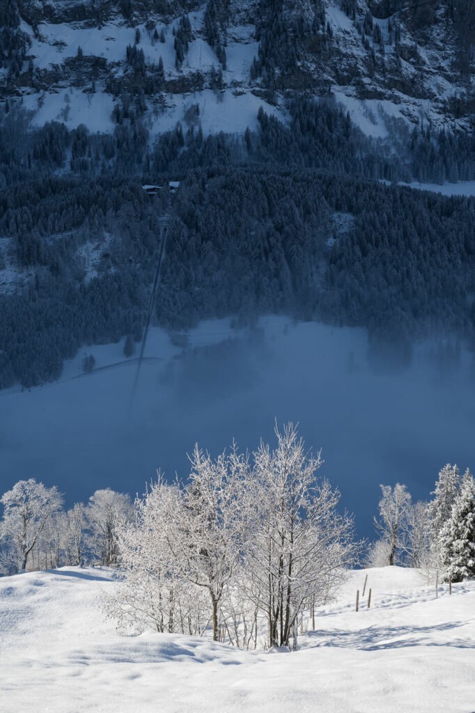 Frozen trees in an alpine landscape