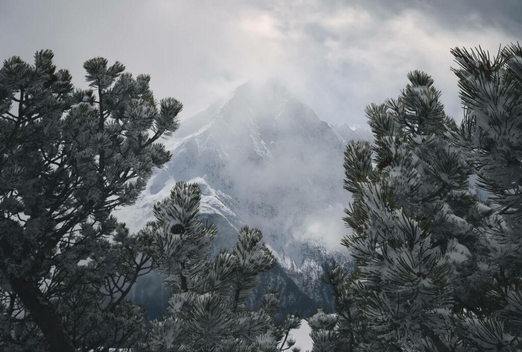 Mountain landscape and bushes in the snow