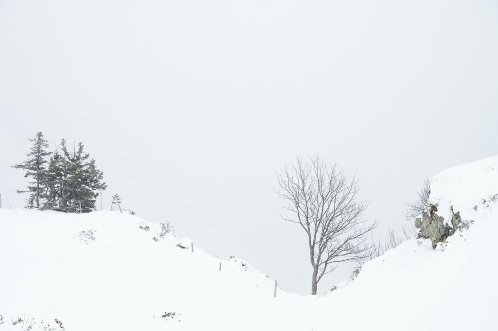 Tree I the snow