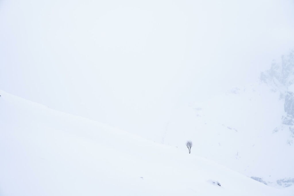 A tree in an otherwise white-out landscape in the alps
