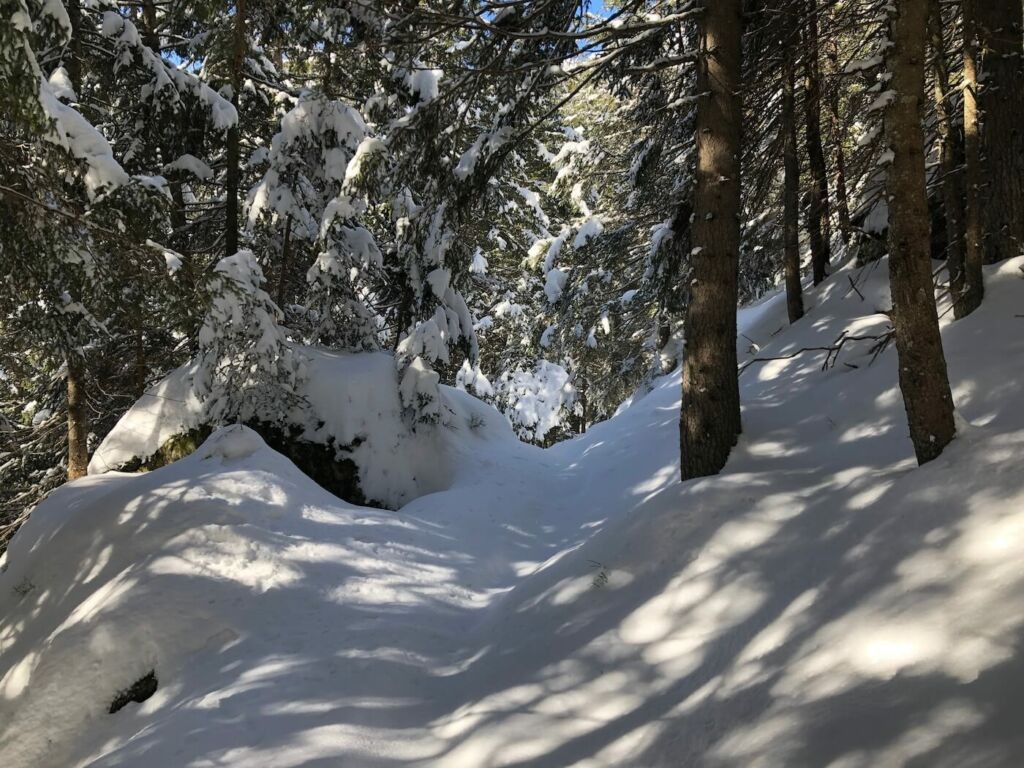 Fresh snow on a snowshoe trail in the woods on the Swiss also