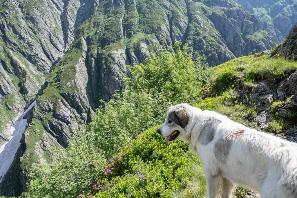 Dog on a trail in the alps.