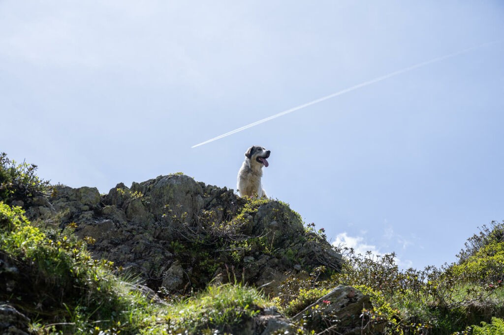 Dog on a hille in the swiss alps