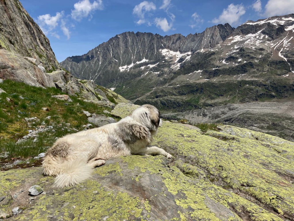 Dog in the alps resting on a rock
