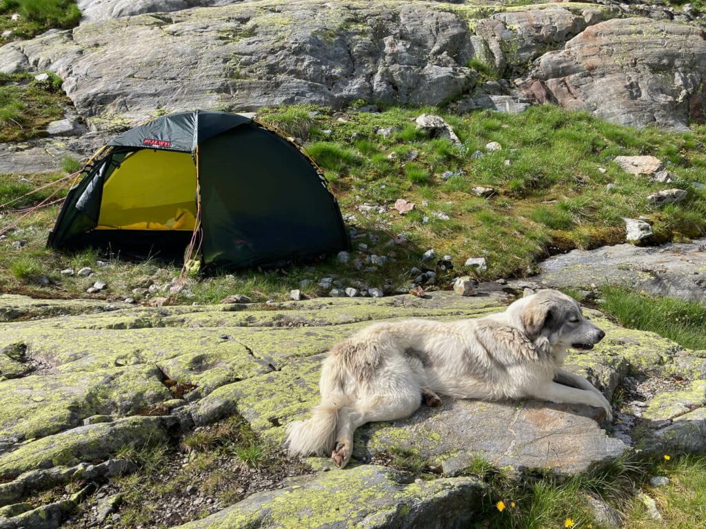 hilleberg soulo pitched on the alps and dog sleeping next to it.