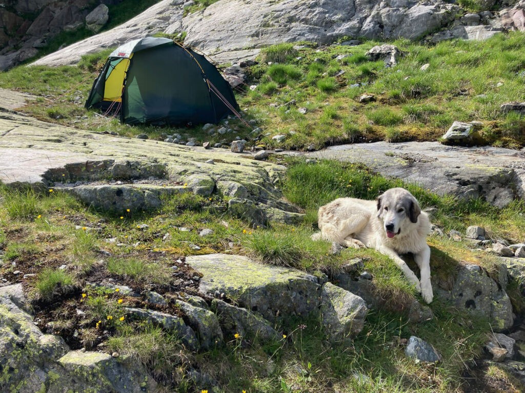 Dog and a hilleberg soulo tent on a ledge in the swissalps by Gaulisee