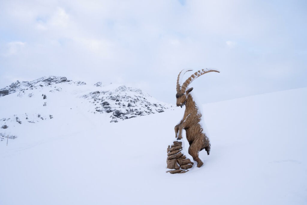 A beautifully sculpted Ibex