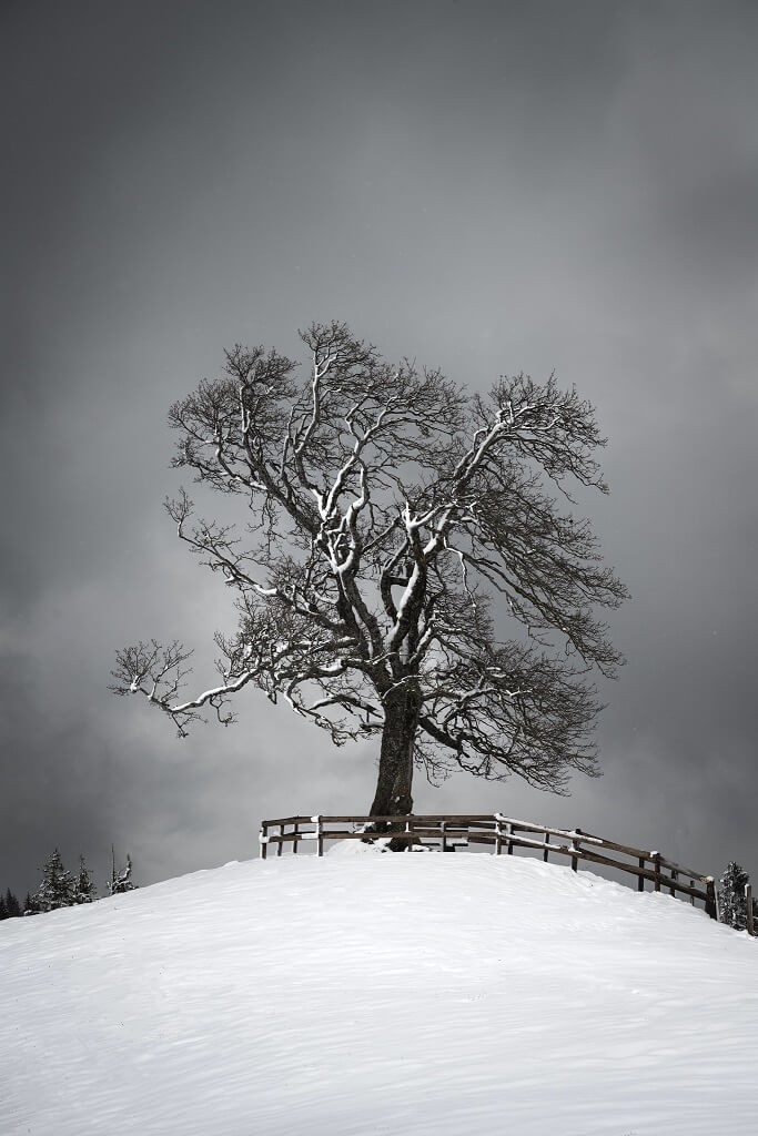 Lone tree in the snow