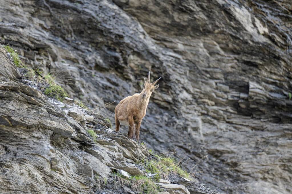 Ibex on the Swiss alps looking into a camera
