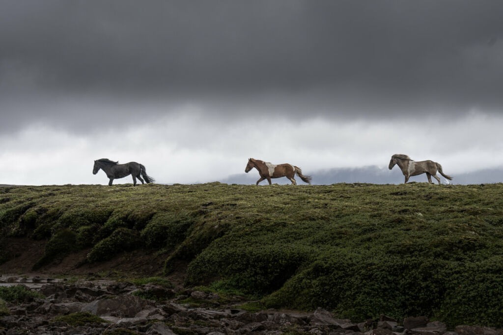 Icelandic horses running free in the highlands