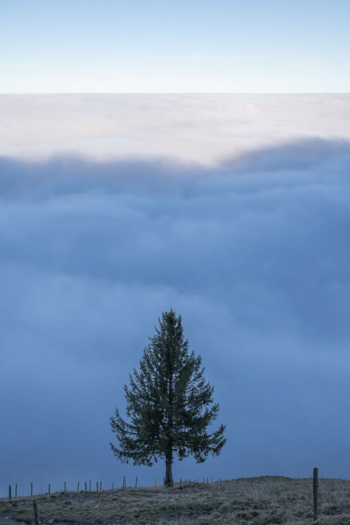 A tree in front of a sea of fog on a mountain in the swiss alps