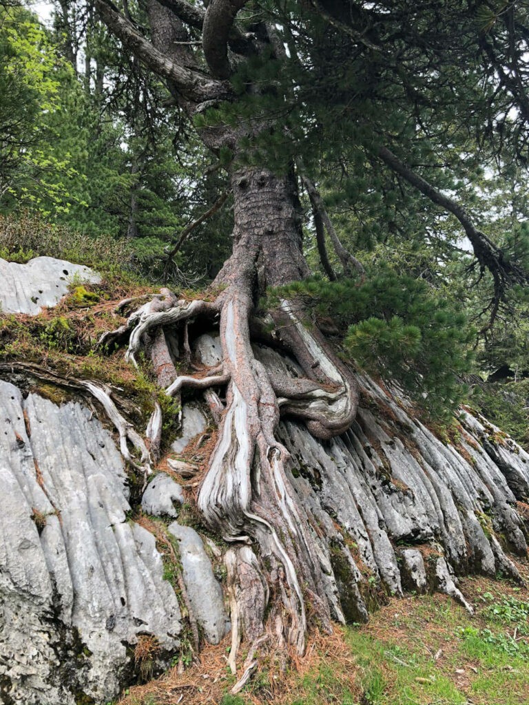 Tree growing on a rock in the swiss alps on the trail to murgsee