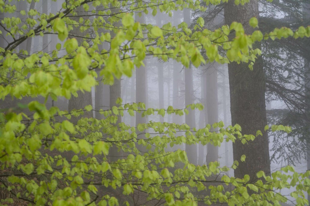 green leaves and fog in a forest 