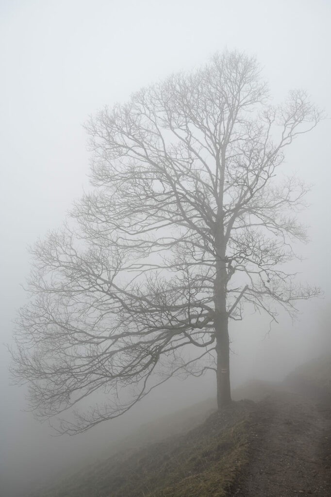 Tree in the fog on a trail on mount Rigi