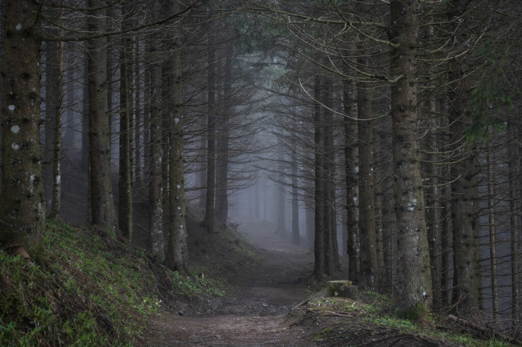 dark fog in a forest around a swiss mountain trail