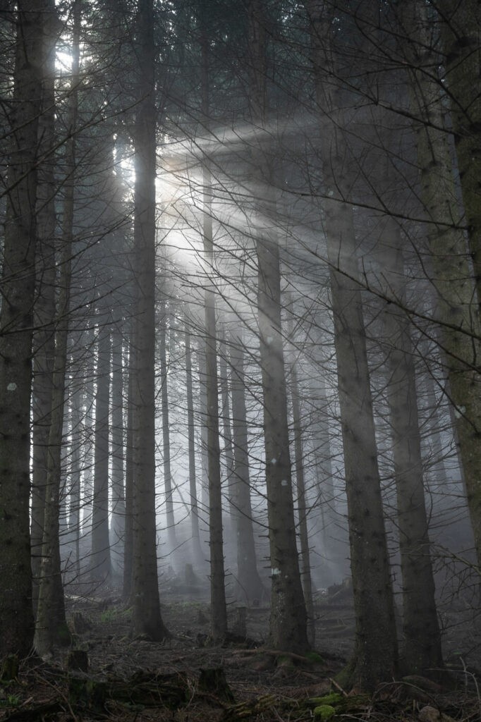sunbeams peeking through the fog in the forest of mount Rigi on a hike to the top