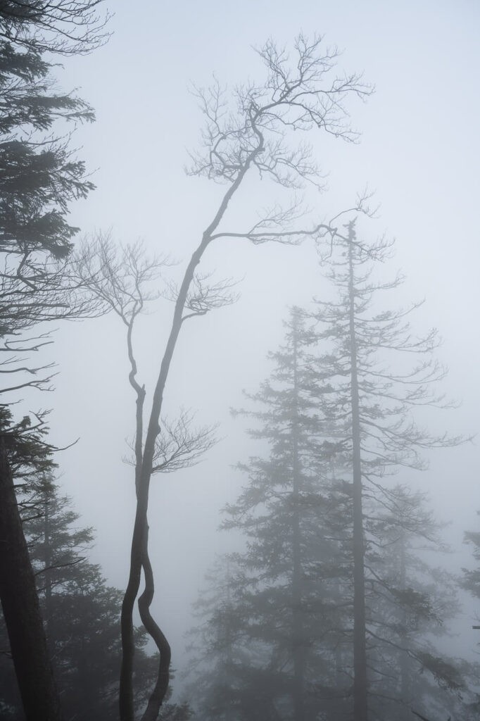 tree shapes in the fog