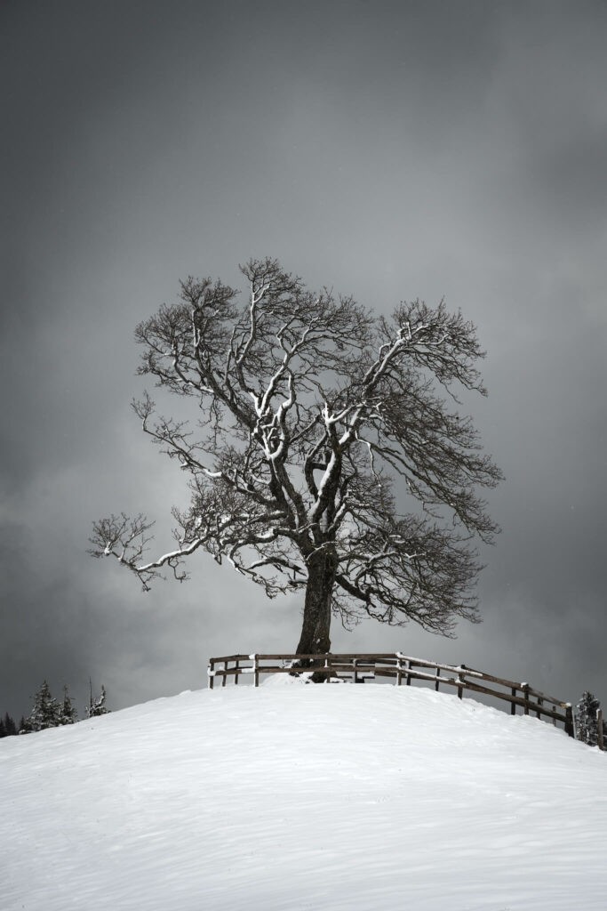 Lone treen in the snow on mount pilatus