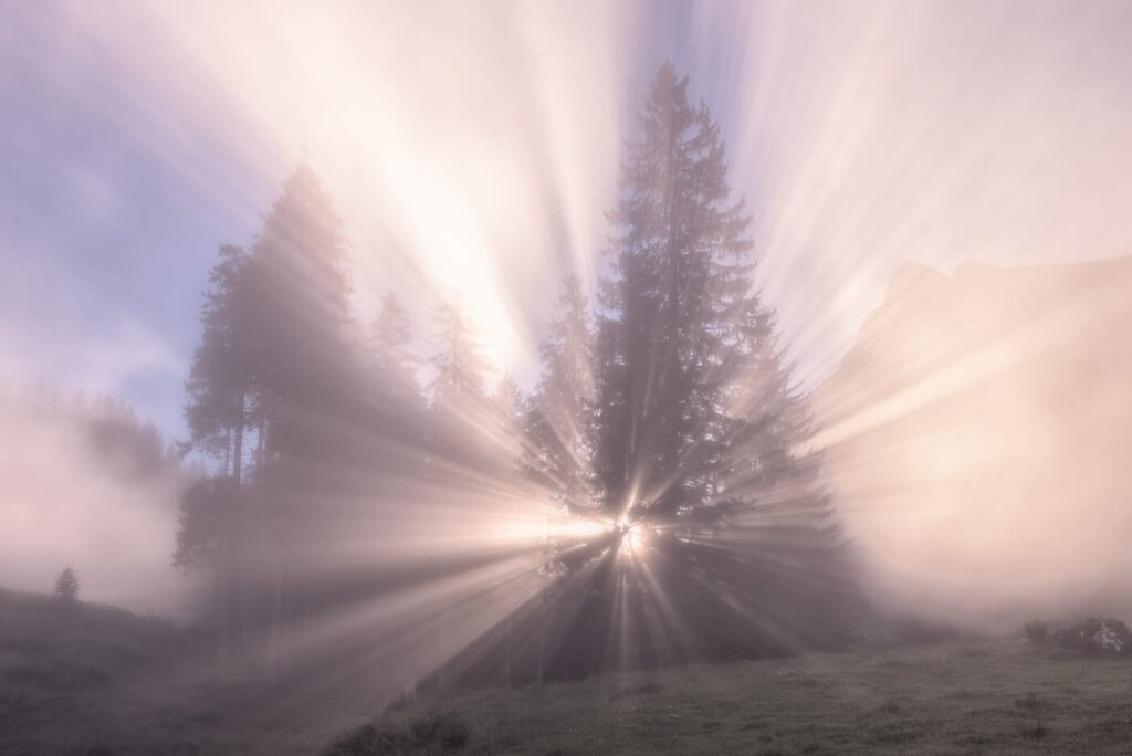 Light peeking through trees and the mist