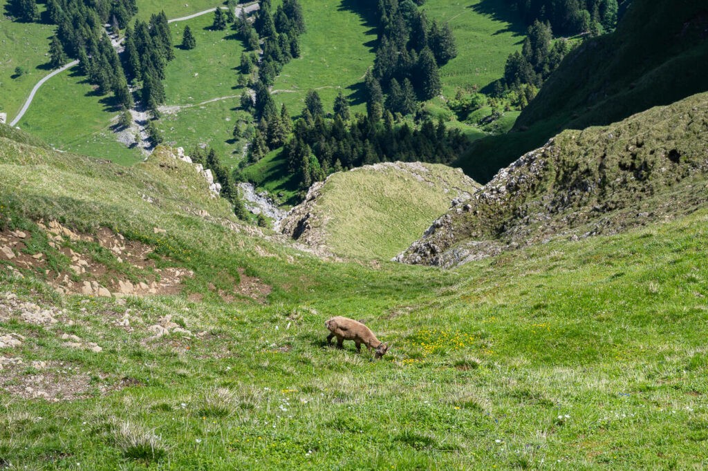 A young Ibex grazing on the green slopes of Mount Pilatus.