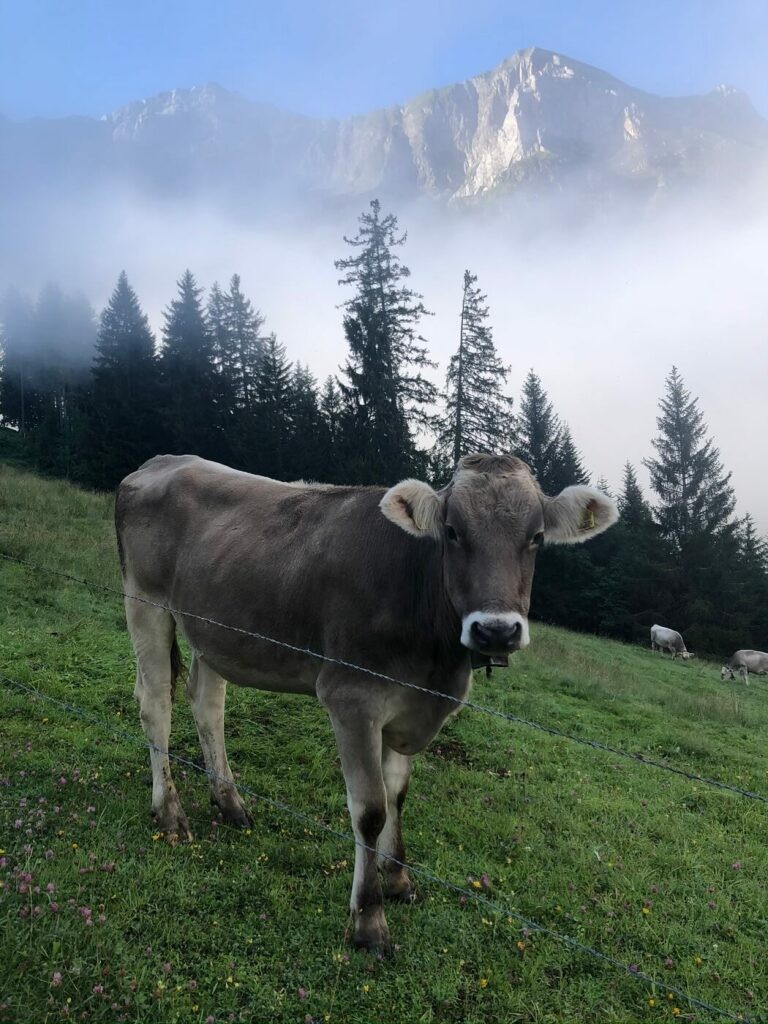 A cow in one of the pastures of the Eigenthal-Pilatus trail
