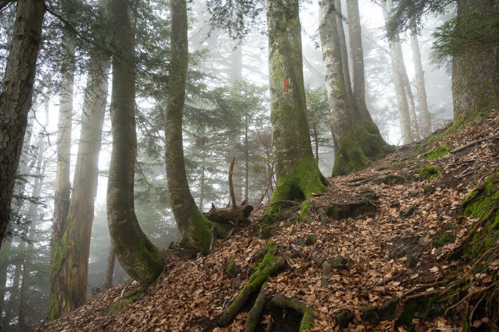 Forest on the slopes of the Rigi Stockflue mountain on a foggy day
