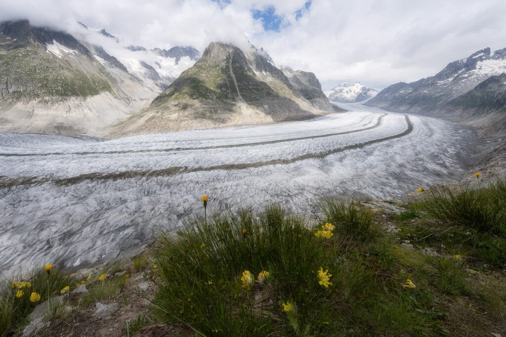 Alpine landscape of a glacier with yellow flowers in the foreground