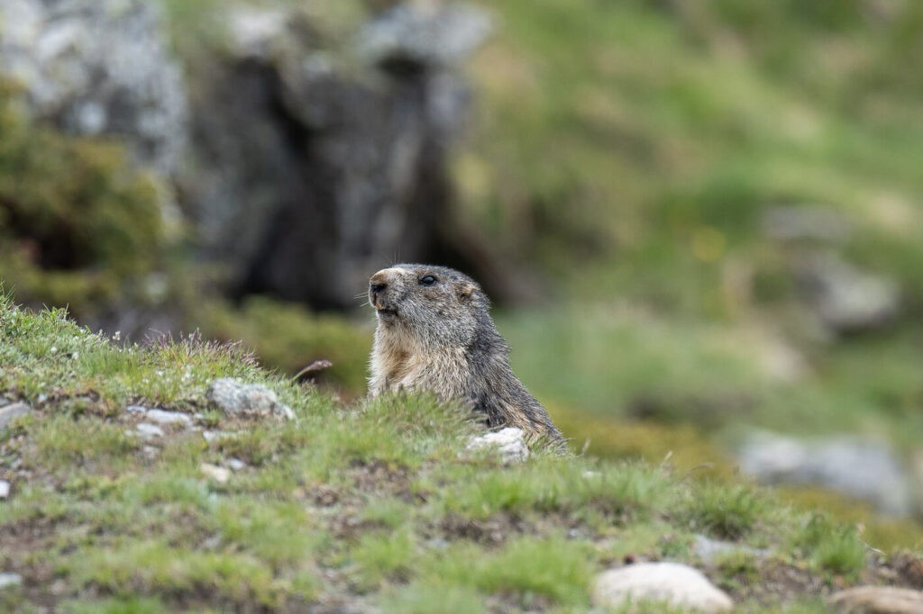 Marmot on the gornergrat trail