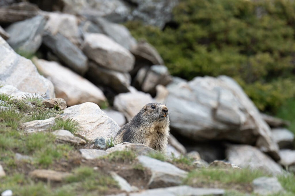 Marmot in Switzerland on the trail to the Gornergrat