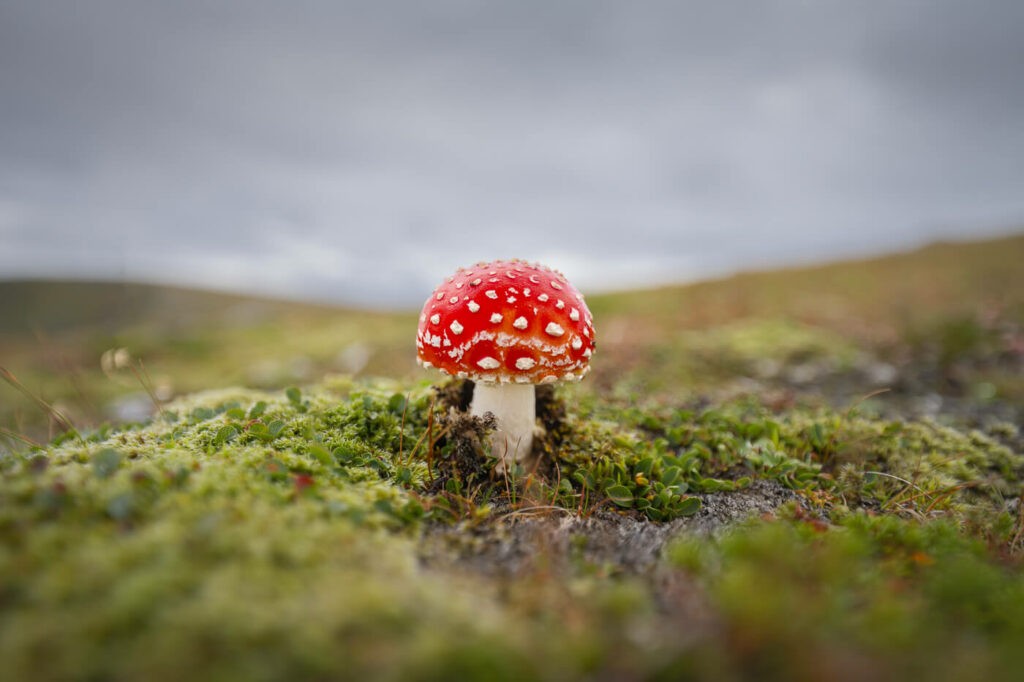 Amanita Muscaria found on the trail to Måtind on the Norwegian island of Andøya found during a hike