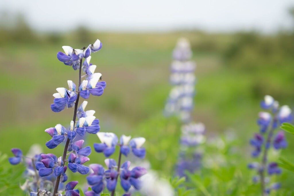 Lupin flowering in iceland