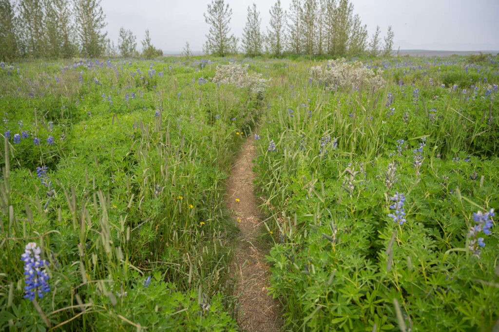 Hiking trail in a field of lupines in iceland