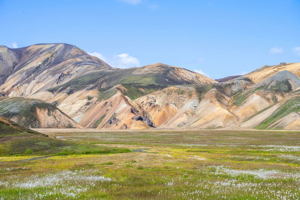 Colorful mountains in Landmannalaugar and flowers