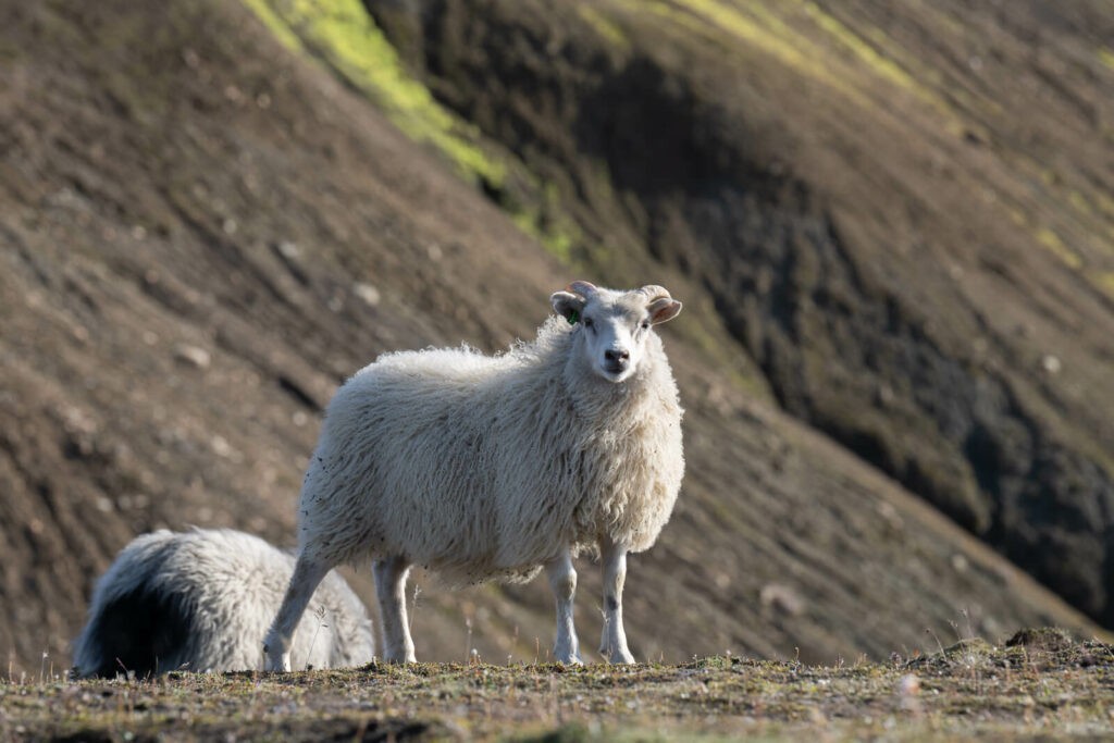 fierce lamb in landmannalaugar