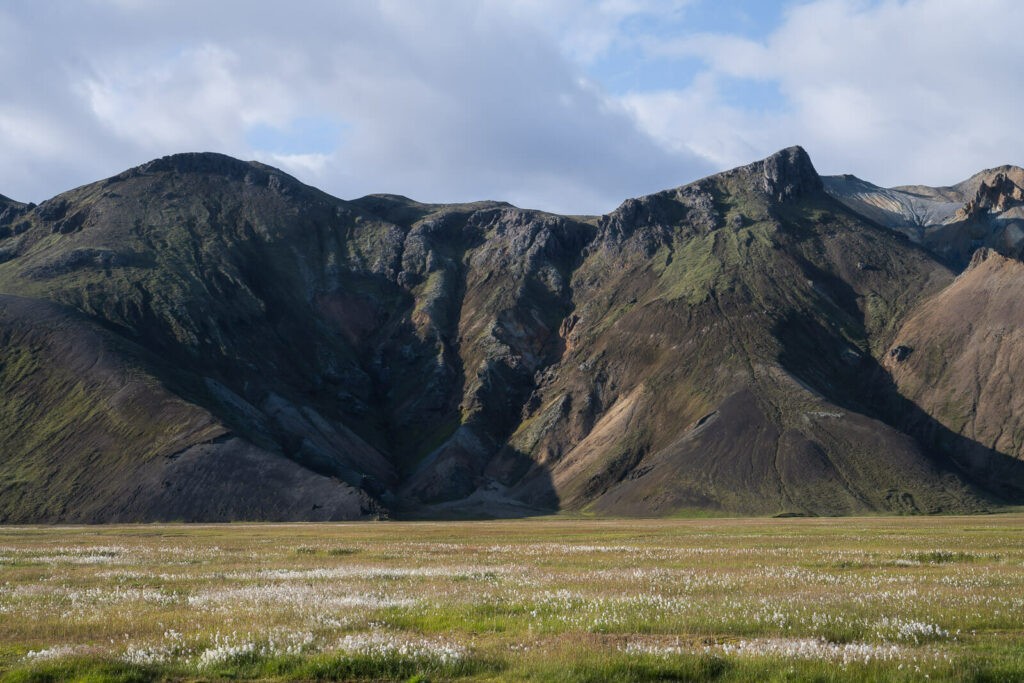 cotton field and mountains in iceland